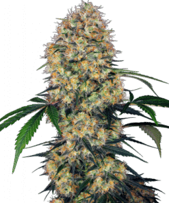 Sensi Amnesia XXL Automatic