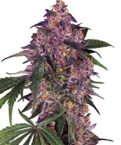 Sensi Purple Kush - 5-pack
