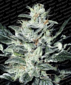Sensi Star