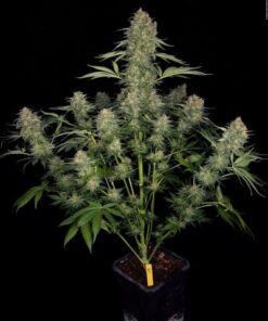Serious Kush - 6PACK