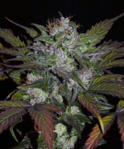 Sheberghan Hash Plant - 12-pack