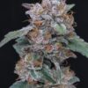 SherBacio OG Auto - 5-pack