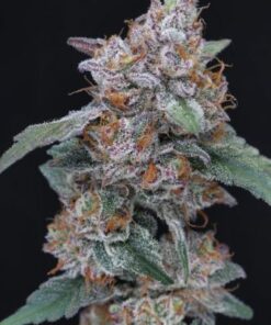 SherBacio OG Auto - 5-pack