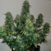 Sherbet Auto Blast