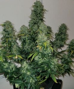 Sherbet Auto Blast