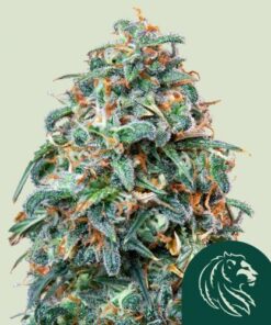 Sherbet Queen Auto - 3-pack