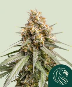 Shining Silver Haze