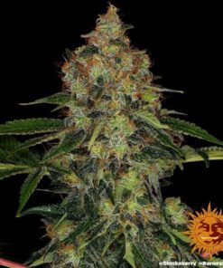Shiskaberry