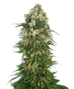 Shiva Skunk Autoflowering