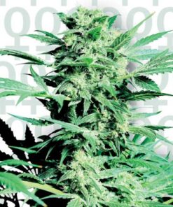 Shiva Skunk - Feminised Seeds
