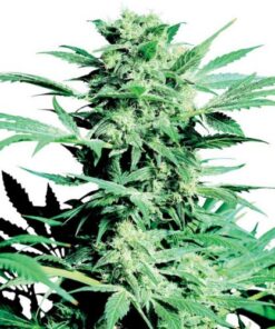 Shiva Skunk - Regular Seeds