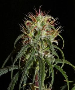 Siberian Ruderalis Auto - 12-pack