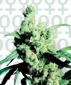 Silver Haze