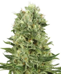 Skunk #1 Automatic