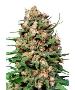 Skunk #1 Regular