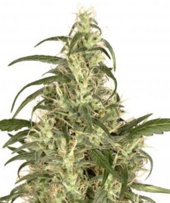 Skunk #11