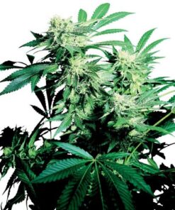 Skunk Kush