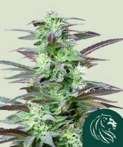 Skunk XL
