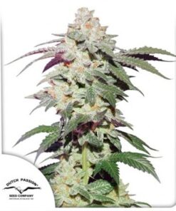 Skywalker Haze