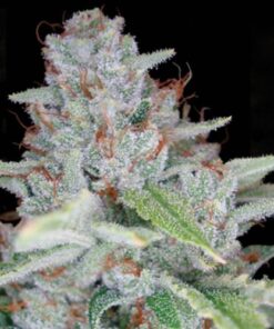Skywalker Kush