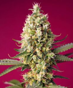 Skywalker OG Runtz XL Auto - 5-pack