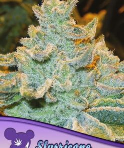 Slurricane