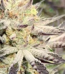 Slurricane #7 - 3-pack