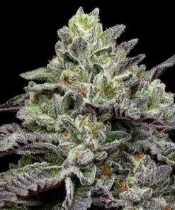 Smashberry Fumez - 5-pack