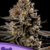 Smashberry Fumez Auto