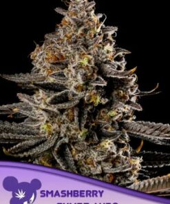 Smashberry Fumez Auto