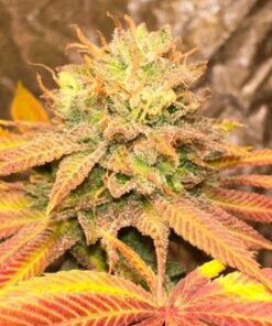 Smoke Trails - 12-pack