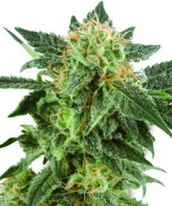 Snow Ryder Auto