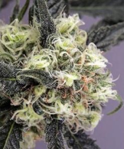 Snowbud