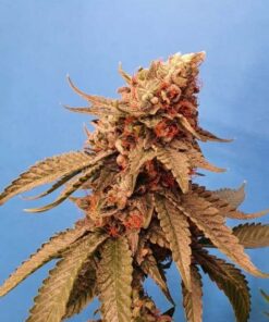 Sole Berry Kush - 6-pack