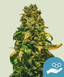 Solomatic CBD - 5-pack