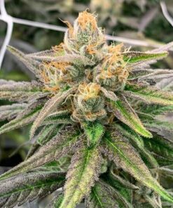 Somali Ghost Train Haze - 12-pack