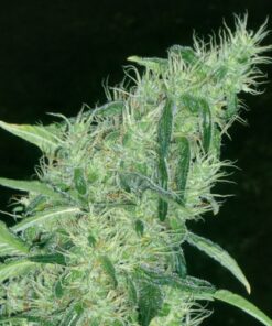 Somango#47