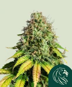 Somango XL
