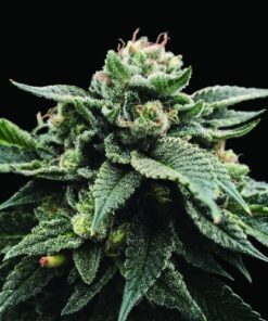 Sorbet Stash - 5PACK