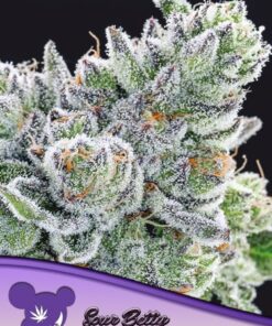 Sour Betty - 5-pack