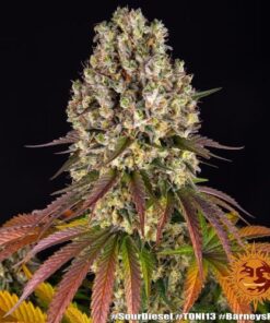 Sour Diesel