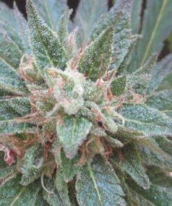 Sour Diesel