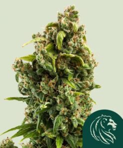 Sour Diesel