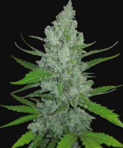 Sour Diesel Auto - 5-pack