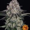 Sour Diesel Auto - 5-pack