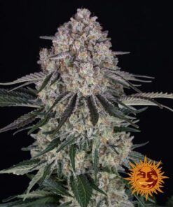 Sour Diesel Auto - 5-pack