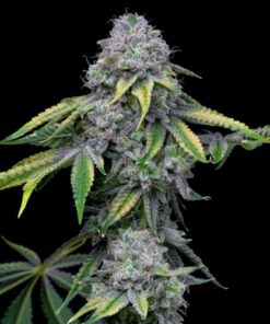 Sour Dubb x Hollywood - 6-pack