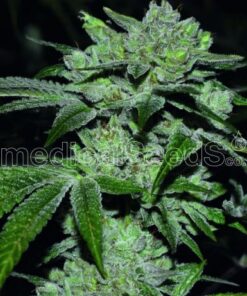 Sour Glue - 5PACK