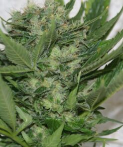 Sour P