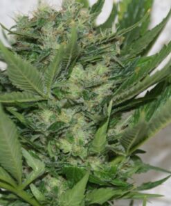 Sour P - Feminised - 5 pack